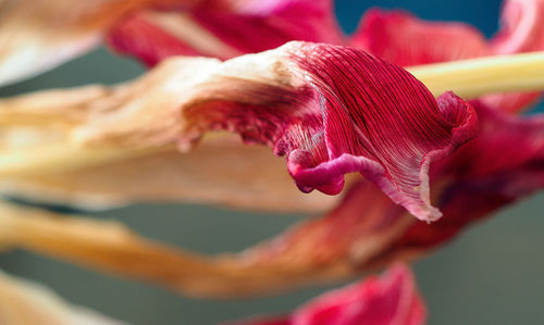 Close-up of red rose flower