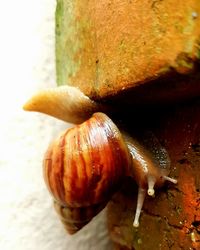 Close-up of snail