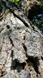 Close-up of tree trunk