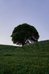 Scenic view of grassy field against clear sky