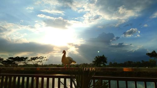 Birds perching on railing against sky