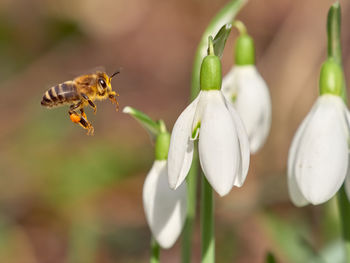 Close-up of bee pollinating flower