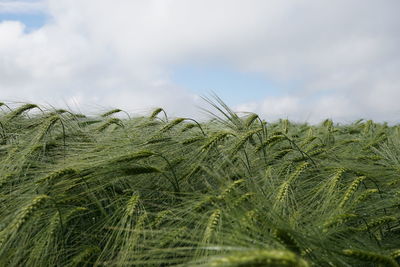 Close-up of wheat field against sky