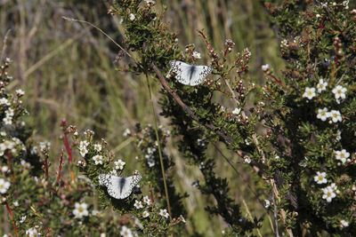 Close-up of butterfly on flower tree