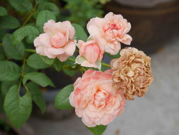 Close-up of pink roses