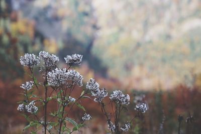 Close-up of flowers blooming outdoors