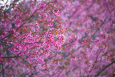 Close-up of pink flowers on tree