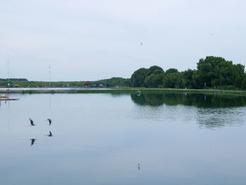 View of birds in lake