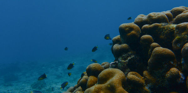 Fish swimming in sea