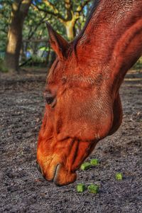 Close-up of horse