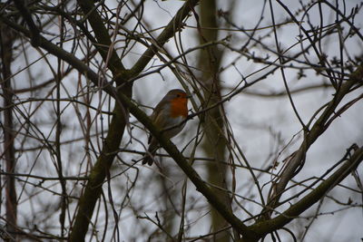 Bird perching on bare tree