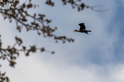 Low angle view of bird flying in sky