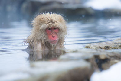 Snow monkey in a hot spring, nagano, japan.