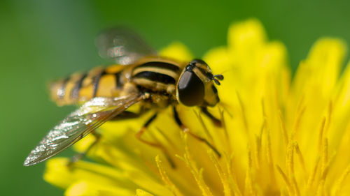 Close-up of bee pollinating on yellow flower