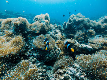 View of fishes swimming in sea