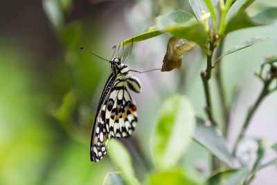 Close-up of butterfly pollinating flower