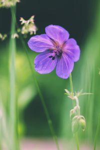 Close-up of purple flowering plant