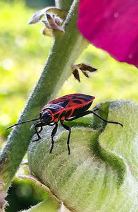 Close-up of insect on flower