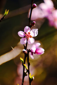 Close-up of cherry blossom