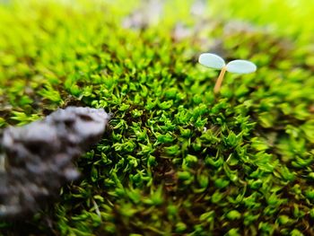 Close-up of grass growing in park