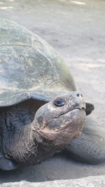 Close-up of tortoise