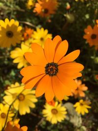 Close-up of yellow flower