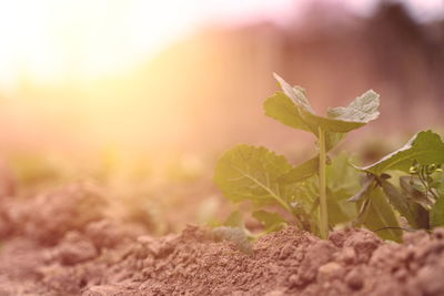 Close-up of plant growing on field