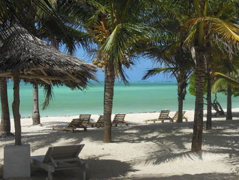 Palm trees on beach