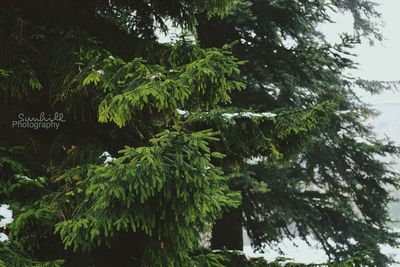 Low angle view of trees against sky