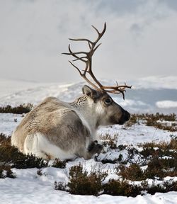 Cairngorm reindeer
