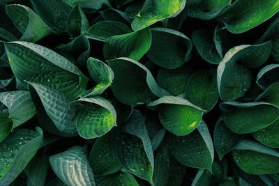 Full frame shot of green leaves