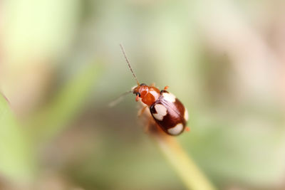 Close-up of insect