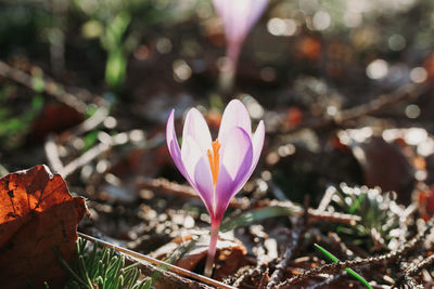 Close-up of pink crocus flowers on land