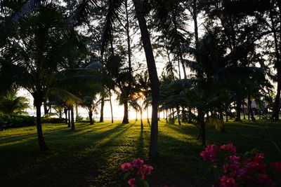 Scenic view of sunlight falling on palm trees in park