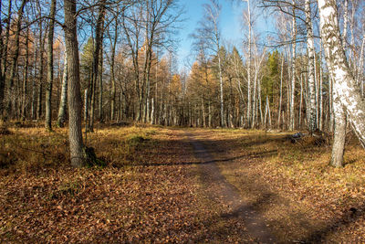View of trees in forest