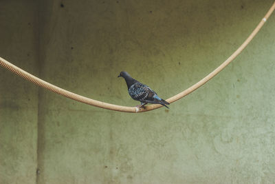 Close-up of bird perching on wall