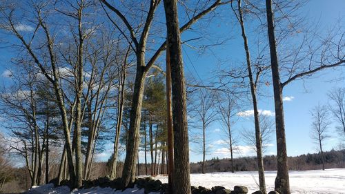 Bare trees on snow covered landscape