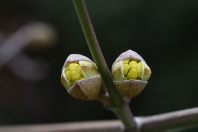 Close-up of flower buds growing on plant