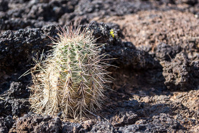 Close-up of plant against blurred background