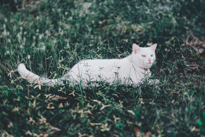 Cat relaxing on field