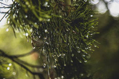 Close-up of raindrops on pine tree