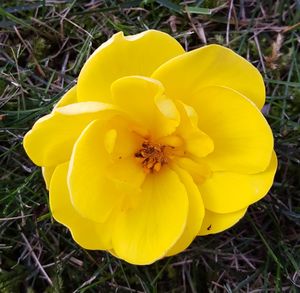 Close-up of yellow flower on field