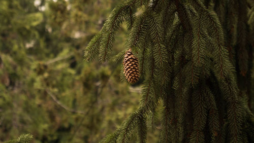 Close-up of pine cones on tree