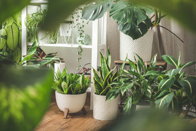 Potted plant on window