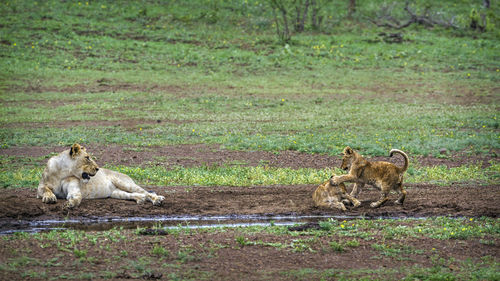 Lioness looking at cubs playing on land