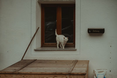 Cat on door