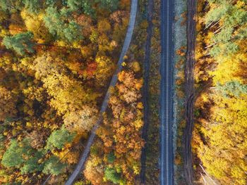 Trees in forest during autumn