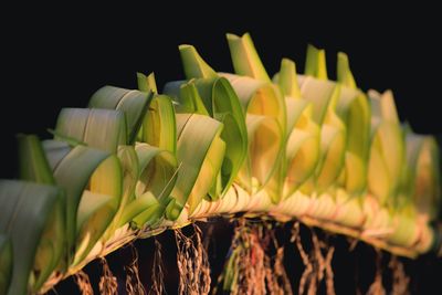 Close-up of object over black background