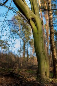 Trees growing in forest