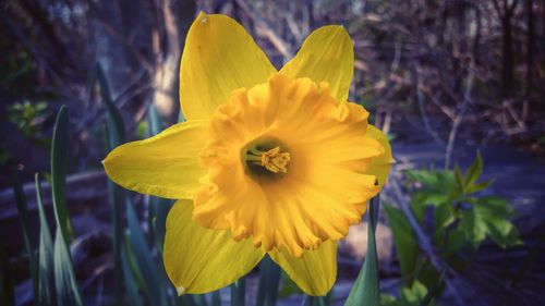 Close-up of yellow flower blooming outdoors